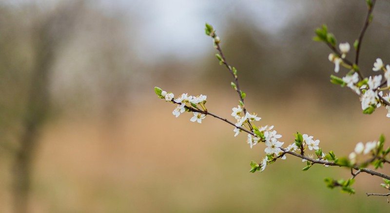 Nyhedsartiklens baggrundsbillede